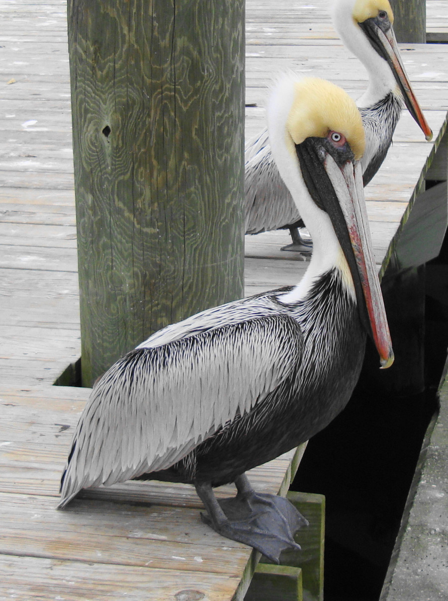 This picture was taken at the waterfront area of Fernandina Beach, Florida.