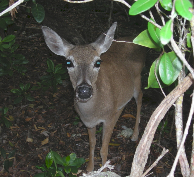 Big Pine Key, Florida