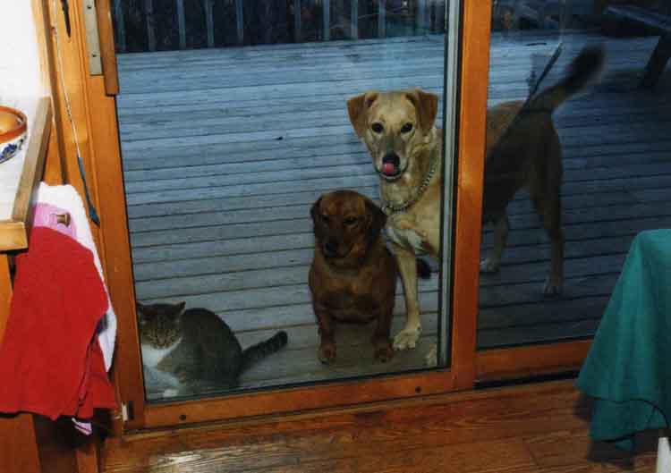 A guest caught my winsome pets in 2002 as they peered hopefully into the kitchen - Littlebeans and Snuvi, no longer with us, and Sandy as a middle aged doggy