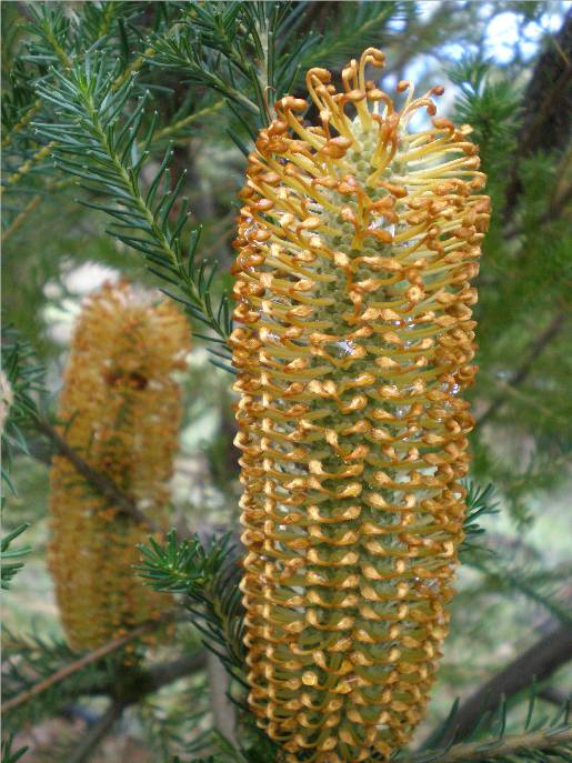 Karri Glade holiday July 2008, I thought it was a banksia but I think it is a Gravillia when I had a closer look