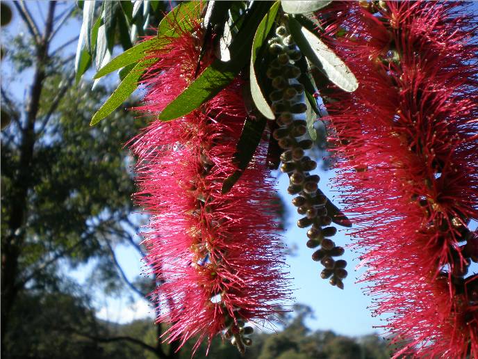 This flower is in the park across the road from our local shopping centre.