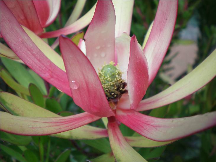 Flower at chalet near Manjimup WA