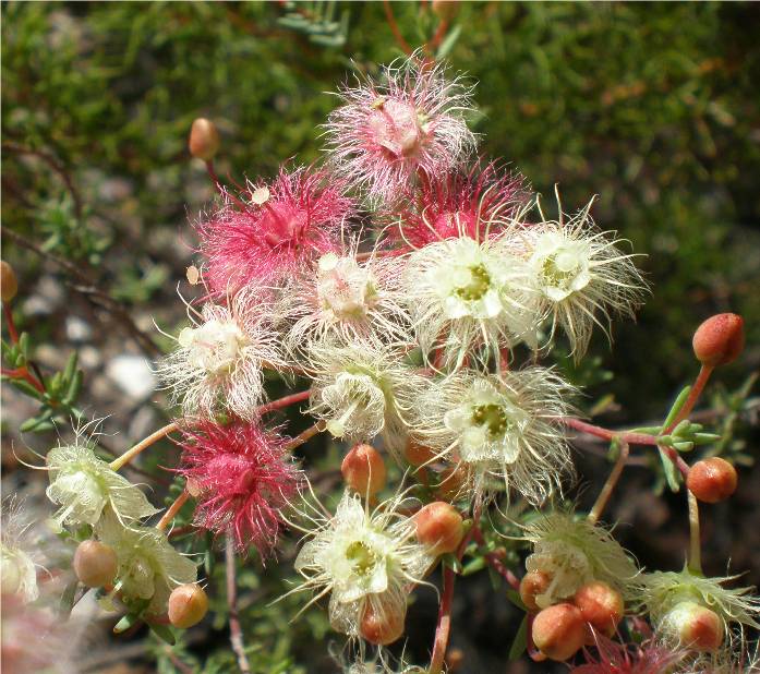 woolly featherflower - I found the name!