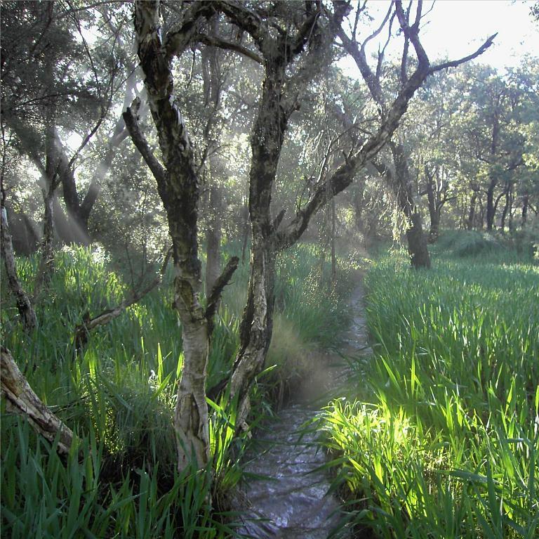 This was a delightful walk on a winter morning. Our local winter creek was full for a change.