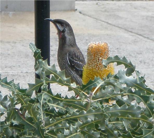 This little guy was supping on the nectar in the banksia flower when I interrupted him.