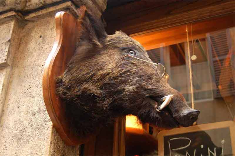 Italy - Wild Boar head advertizement for a butcher's shop