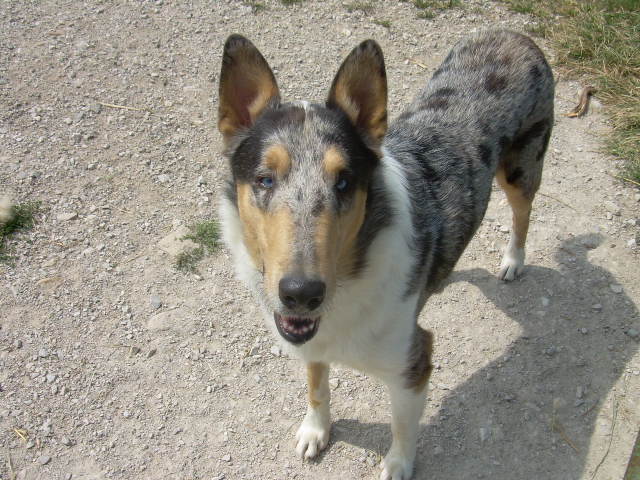 Wazza's favorite collie OR maybe Wazza was Patch favorite as she followed him everywhere while we were at Heidi's.