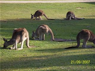 Camping at Diamond Head in NSW, lots of Kangaroos