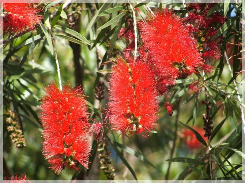 You can find a large variety of them indifferent colors all around Australia 