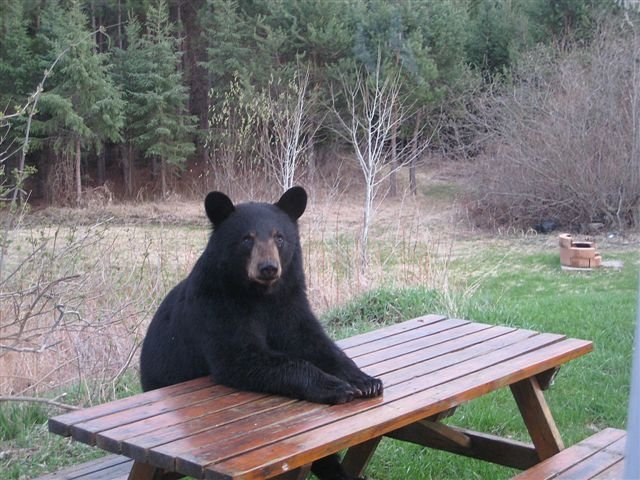 This is such a tragedy to see what they have done to our country's wildlife!

The photo captures a disturbing trend that is beginning to affect US wildlife.. Animals that were formerly self-sufficient are now showing signs of belonging to the Democrat Party... as they have apparently learned to just sit and wait for the government to step in and provide for their care and sustenance. This photo is of a Democrat black bear in Montana nicknamed . . . Bearak Obearma.