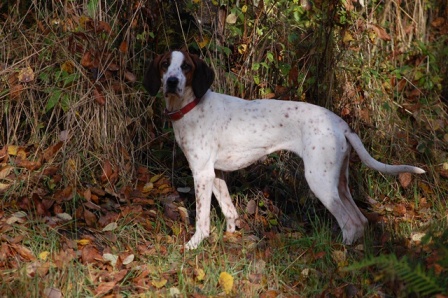 English Coonhound - another rescue.