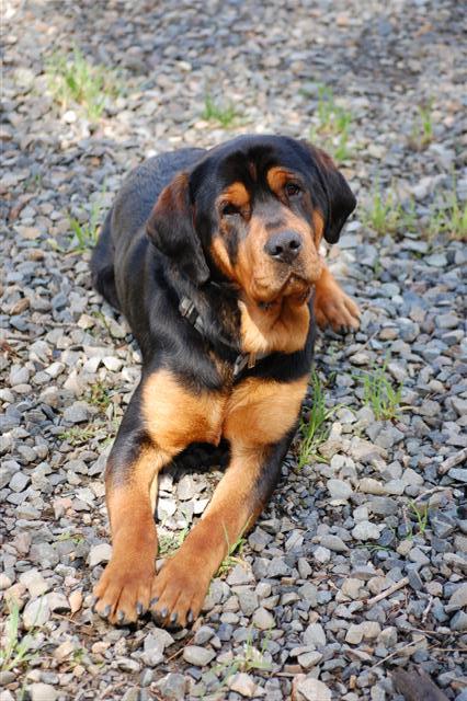 A "rescue" dog. Estimated age 1 to 1-1/2. Still a puppy at heart. 100# + .   Rottweiller & Bloodhound?  (the vet thinks.) Today, 5/29/2011, Duke moved on down the "pipeline". To a regular rescue center where he has a good chance of adoption. How can an animal get so deeply "under your skin" in two short months. After all he is "Just A Dog". Happy Trails, buddy... 