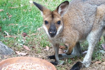 Black Striped wallaby