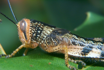 Macro of a locust