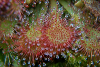 Macro of sundews.