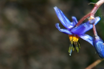 Macro of wildflower