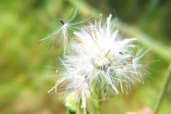 Dispersing it's seed - macro photo.