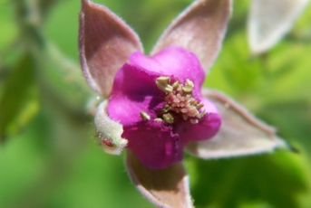 Macro of wildflower