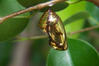 Just before the butterfly emerged, the Blue Triangle Butterfly Cocoon.