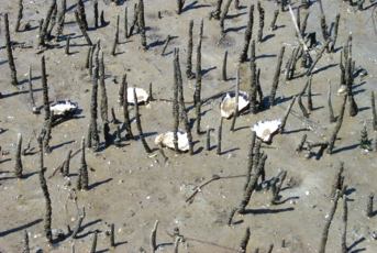 Tide out on the river at yamba