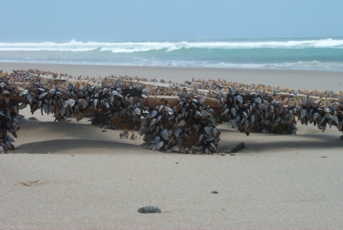 On the beach at Black Rocks