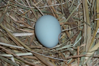 My chooks (chickens) lay blue eggs!