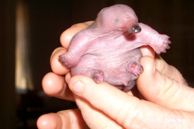 Orphaned Echidna, she grew up and was released to the wild.