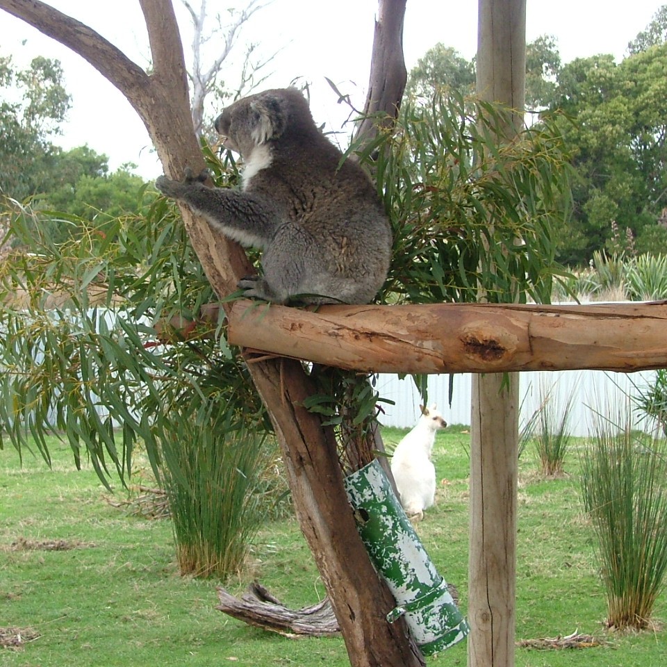 Koala with Albino Wallaby in background