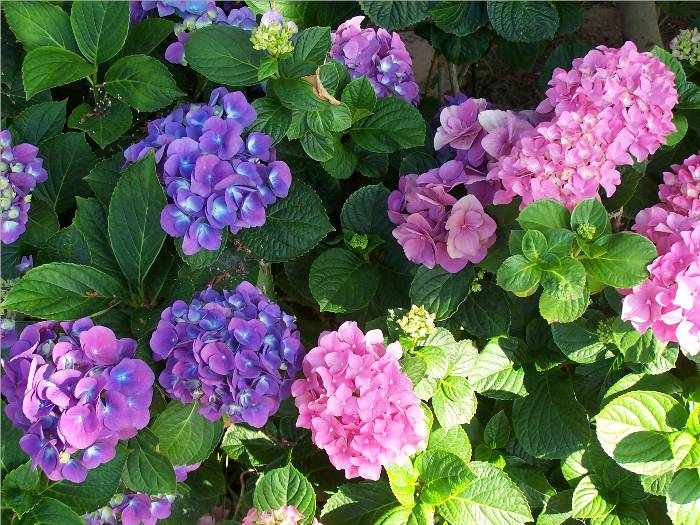 I just love the colors on these hydrangeas blooming in our front yard!