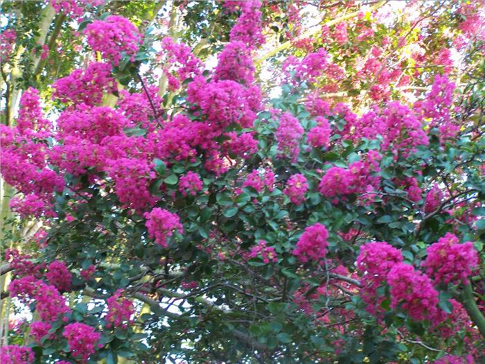 These beautiful flowers were growing along a path at a park in Long Beach, CA. This is where we enjoyed one of our 'concerts in the park' last year.