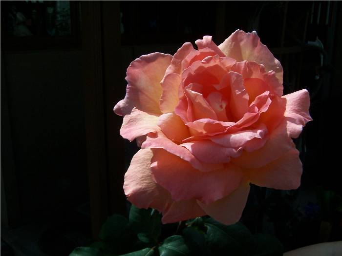 Can't you almost smell this beautiful rose?  This picture was taken at dusk, and I illuminated the rose by holding a flashlight above it.  Awesome, isn't it?  