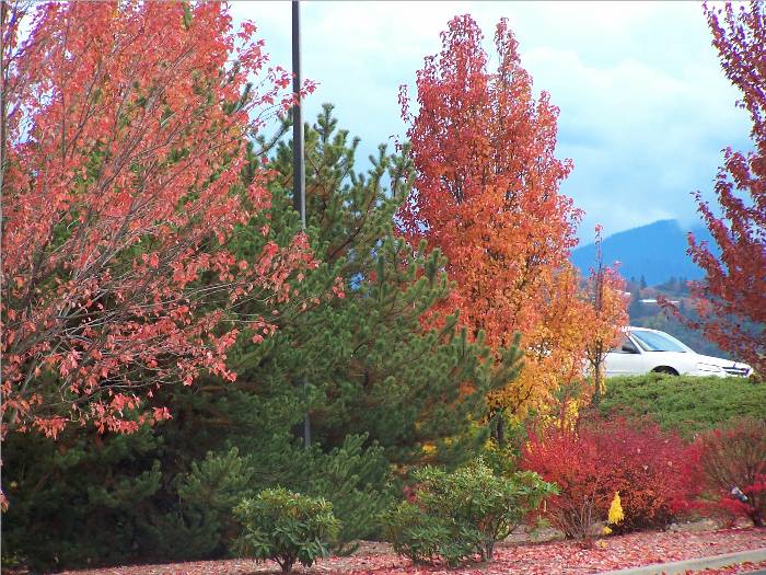 We stopped at McDonald's on our way to Utah in fall, 2006.  This is the view from the parking lot!  I couldn't resist. . .I guess we can enjoy fall colors from many places in our country.  Wow!