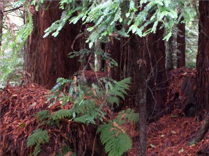 There are many clusters of ferns in the Redwood Forest.  It is damp and misty like a rainforest, and the ground is spongy from hundreds of years of build up.  Neat!