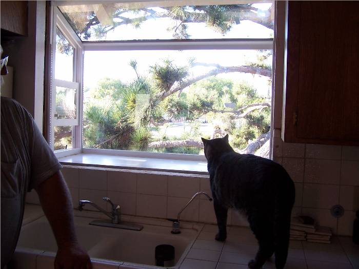 My daughter's cat, George, is checking out the new garden window in our kitchen.  Closer view of the birds now! Hmmmmm....