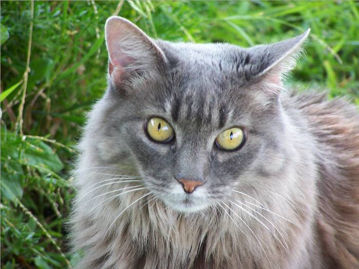 This is our cat, KC, enjoying some fresh air in our front yard.  She is an indoor kitty now, though she loves an occasional 'field trip'!