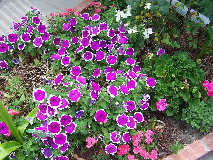 My daughter, Michelle, makes sure to keep lots of color in her grandma's yard.