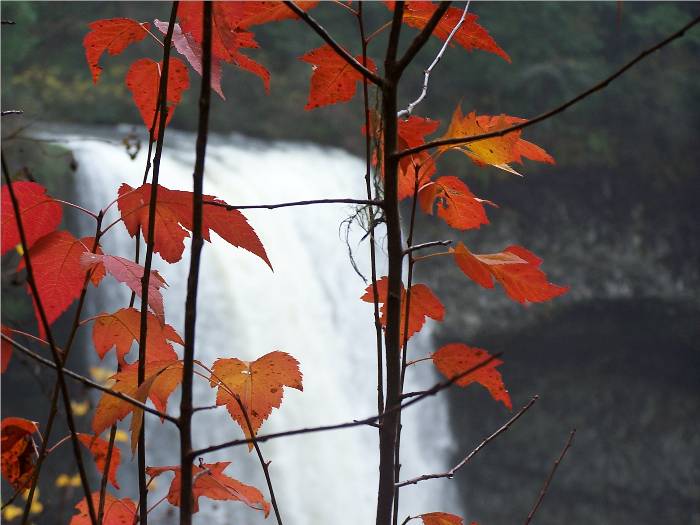 A beautiful shot of fall leaves framing the massive falls. Wish I was there again. . .  This photo was just accepted for display at the Orange County Fair in California!!  Yeah! My first juried art show - - wish me luck!!  :-) 