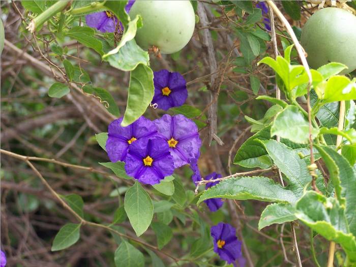 Also at Michelle's, there is a beautiful (and sometimes pesky) passion fruit vine that trails over and around her carport area.  