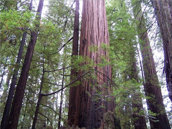 Those redwoods are so impressive!  Makes you feel so small.