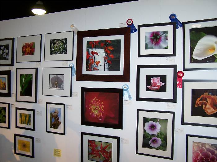 A picture of the wall where my photo is displayed.  I'm so glad I enlarged it to 16 X 20 - - so much more eye catching!