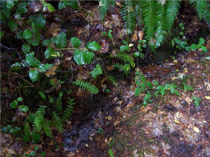 Another photo op - - believe me, there were hundreds!!  The mist had settled on these leaves, making them glisten in the filtered sunlight.