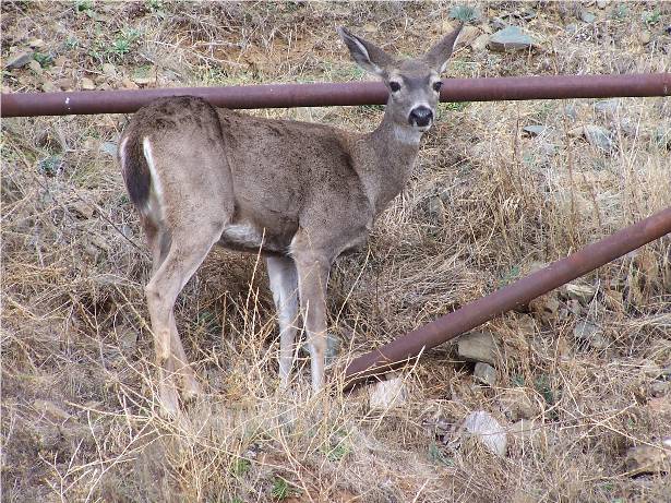 We were driving out of the Oregon Gardens in Silverton, Oregon, and surprised this young deer grazing on the side of the road.  Beautiful!