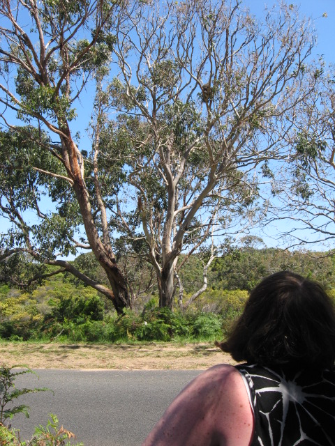 Bean sitting across the road from our picnic guests in the tree. They snacked on gum leaves and we had wonderful cheeses and bread.