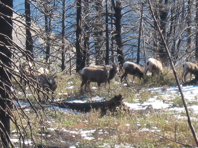 This was a fortunate and rare sighting of Bighorn Sheep that were grazing a few hundred feet below where we were standing at Hat Point.