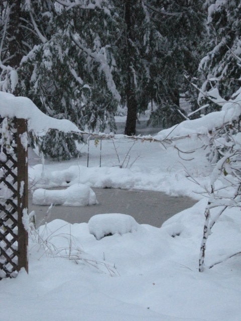 My poor frozen pond