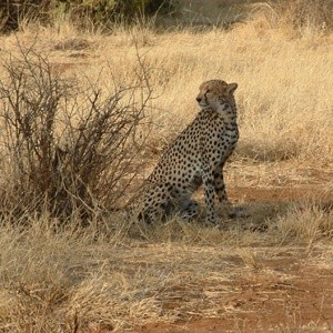 Tsavo, Kenya