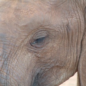 Voi Orphanage, Tsavo, Kenya