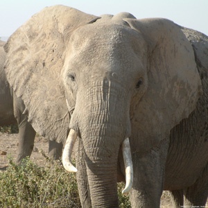 Amboesli, Kenya