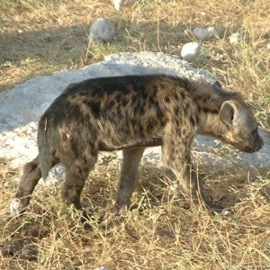 Amboesli, Kenya