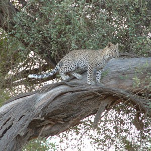 Samburu, Kenya